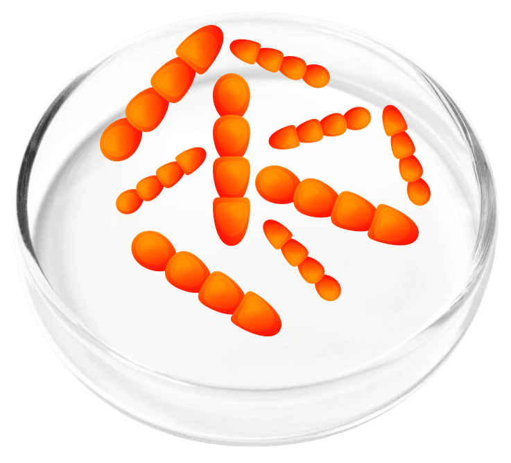 Femicore ingredient Lactobacillus Crispatus