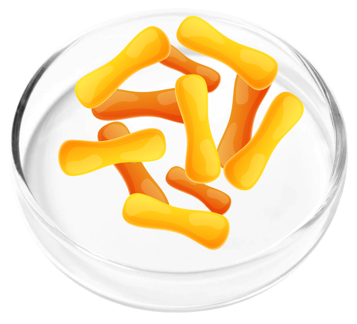 Femicore ingredient Lactobacillus Cassei/Casei
